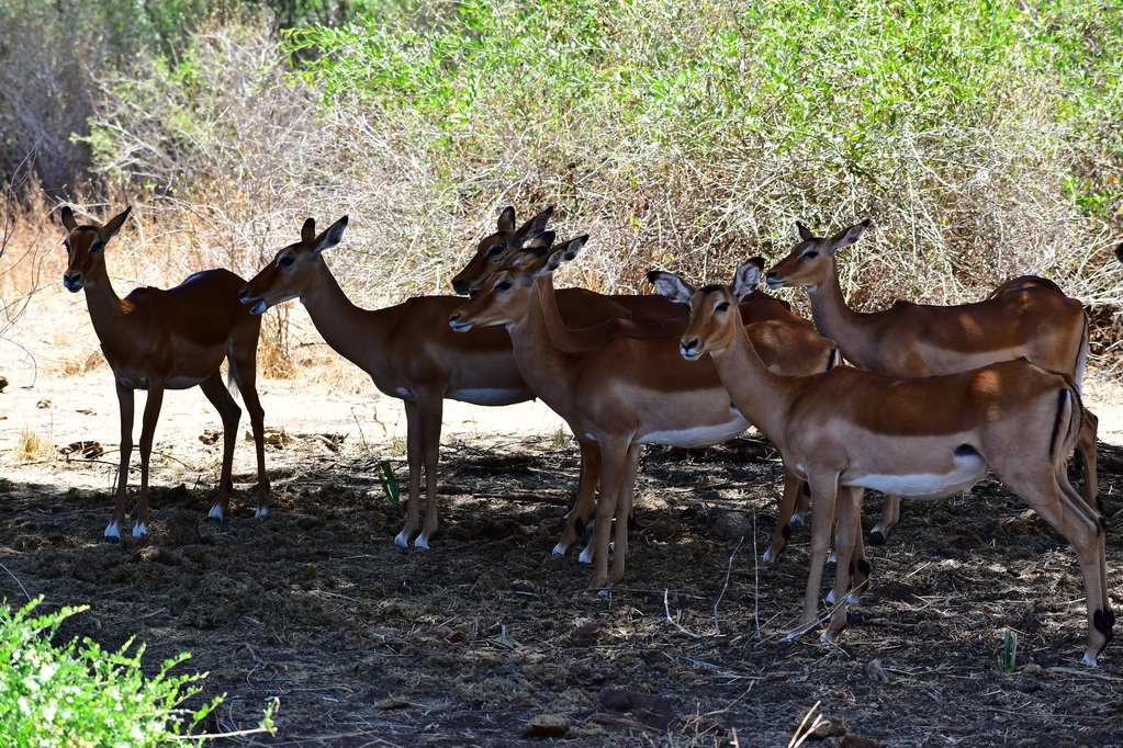 Buffalo Springs Nat. Reserve